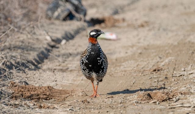 Çukurova Deltası kış aylarında da çok sayıda kuş türüne ev sahipliği yapıyor