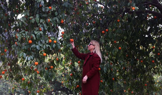 Narenciyenin gen merkezindeki 'Turunç Yolu', görsel şölen sunuyor