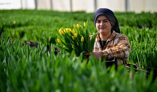 Antalya'da suda yetiştirilen laleler iç piyasada yoğun talep görüyor