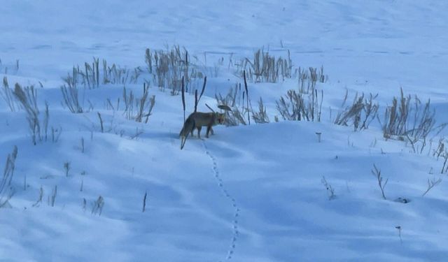 Ardahan'da kızıl tilkinin karla kaplı arazide av mesaisi