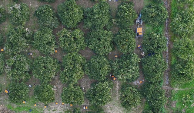 Finike'nin turuncu bahçelerinde portakal hasadı sürüyor