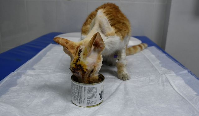 Köpek saldırısına uğrayan kedinin kırılan kafatasına implant yerleştirildi