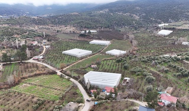 Mersin'de serada yetiştirilen erik ağaçları çiçeklendi