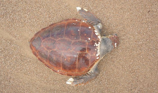 Antalya'da ölü caretta caretta sahile vurdu