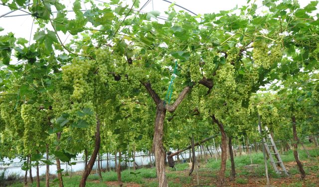Mersin'de örtü altında üzüm hasadı başladı