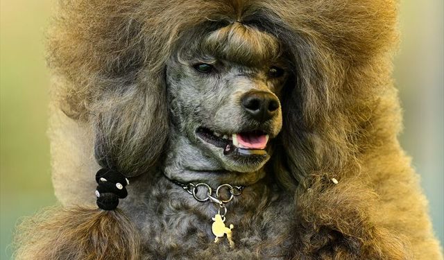 Antalya'da 'Uluslararası Köpek Irk Standartları Yarışması' düzenlendi