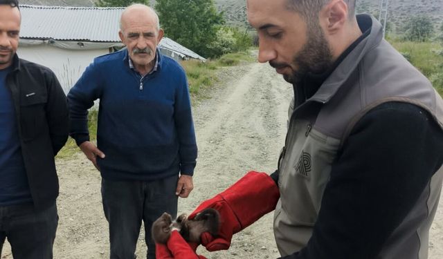 Doğanşehir'de bulunan sansar yavrusu koruma altına alındı