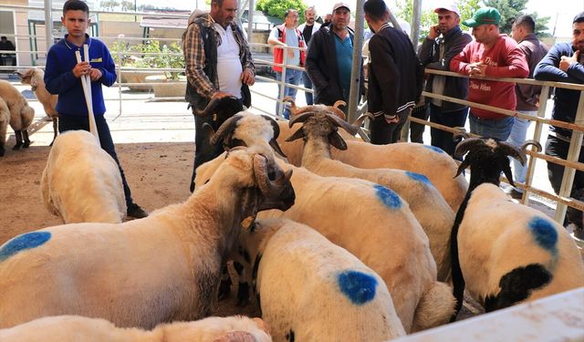 Gaziantep ve çevre illerde hayvan pazarlarında hareketlilik sürüyor