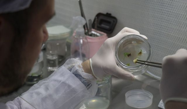 Isparta'da doku kültürü laboratuvarında nesli tehlike altındaki bitkiler üretiliyor