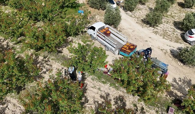 Mersin'de tescilli Mut kayısısında hasat mesaisi başladı