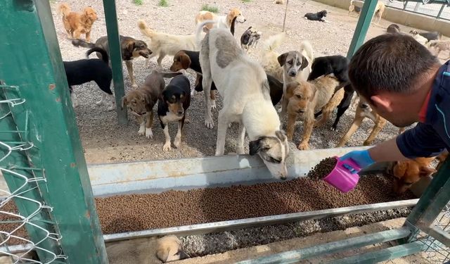 Osmaniye'de 50 dekarlık doğal yaşam alanı sahipsiz hayvanlara yuva oluyor