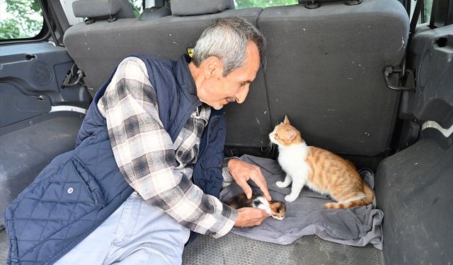 Emekli öğretmen aracının bagajında yavrulayan kediye sahip çıktı