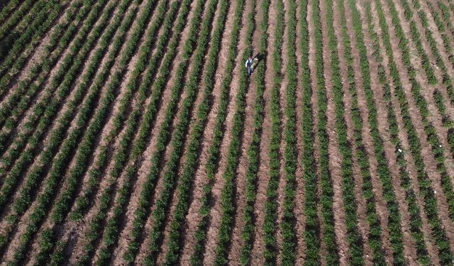 Hollanda'dan ithal ettiği şakayık çiçeğini yüksek rakımlı mahallesinde üretiyor