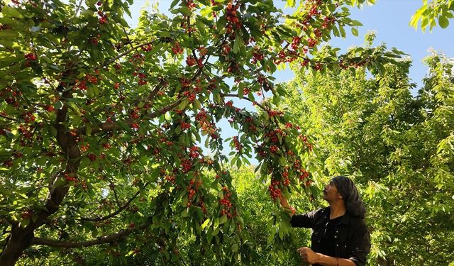 Manavgat'ta erkenci kiraz hasadı başladı