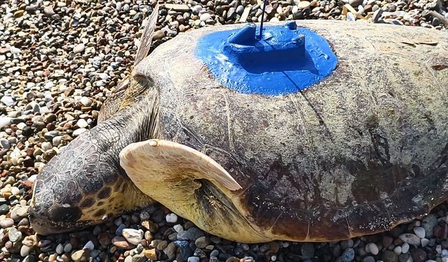 Antalya'da uydu izleme cihazı takılan 'İnci' ve 'Mercan' adlı caretta carettalar denize bırakıldı