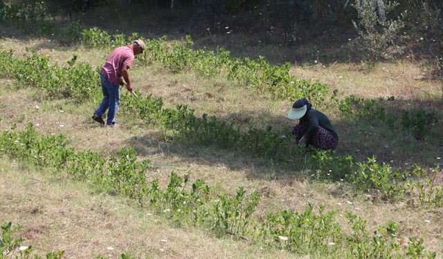 Emekli ikramiyesiyle bakımsız tarlayı aronya bahçesine dönüştürdü