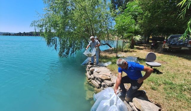Manavgat'ta iç sulara 400 bin sazan yavrusu salındı