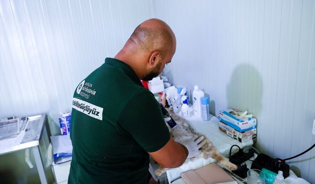 Antalya'da sahipsiz kediler için mobil kısırlaştırma hizmeti devam ediyor