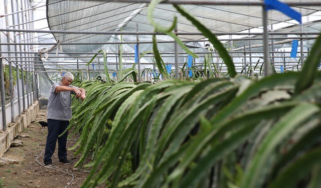 Antalya'da tropikal meyve üreticileri seralarda yüksek sıcakta mesai yapıyor