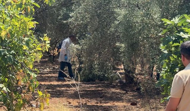 Antalya'da zeytinlik alanda elleri arkadan bağlı olan bir genç ölü olarak bulundu