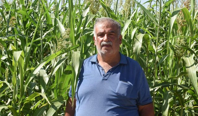 Sorgun otu Malatya'da hayvancılığın kaba yem ihtiyacına alternatif oldu