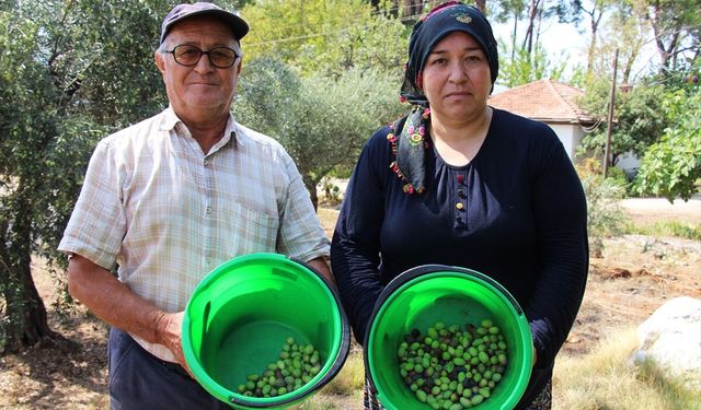Antalya'da üretilen zeytinde yüksek rekolte bekleniyor