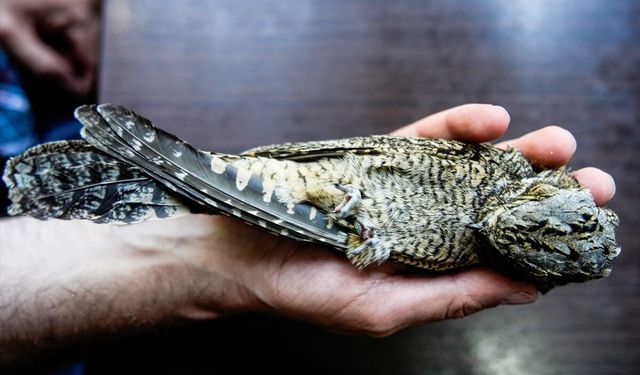 Avrupa'dan Afrika'ya göç eden kuşlar İstanbul'da kimlik kazanıyor