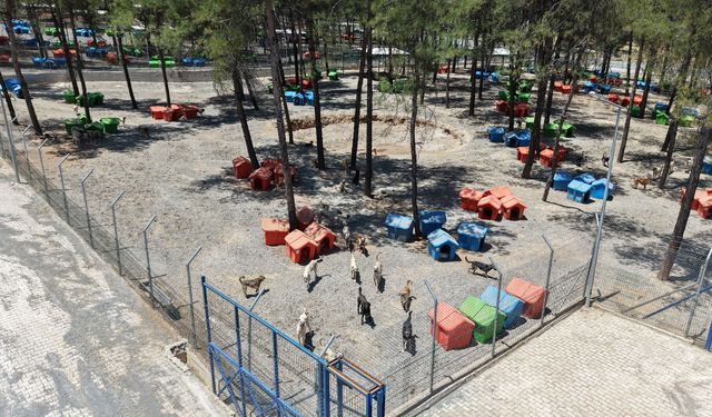 Sahipsiz Hayvanları Koruma Birliği’nden 5 Binin Üzerinde Can Dostuna Güvenli Yaşam Alanı