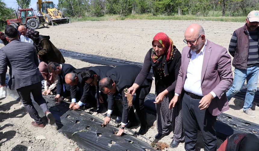 Burdur'da kadın çiftçilere 60 bin çilek fidesi dağıtıldı
