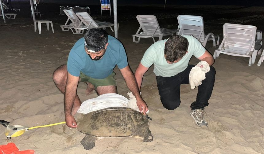 Antalya'da ağzına misina dolanan Nil Kaplumbağası kurtarıldı