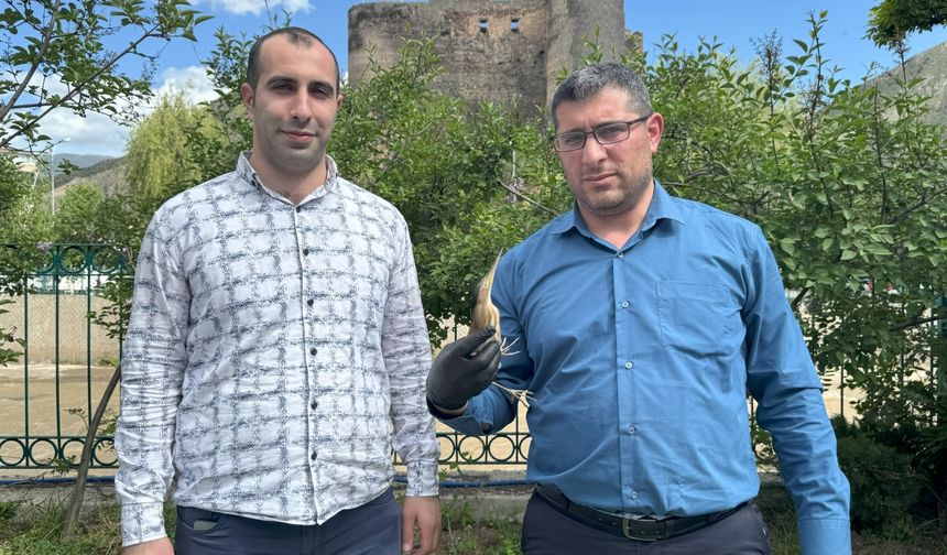 Erzurum'da nesli tehlike altında olan "Bayağı Balaban" yaralı olarak bulundu