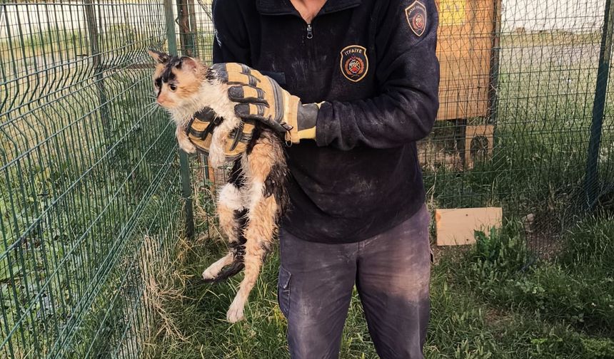 Hatay'da bina boşluğuna düşen kediyi itfaiye ekipleri kurtardı