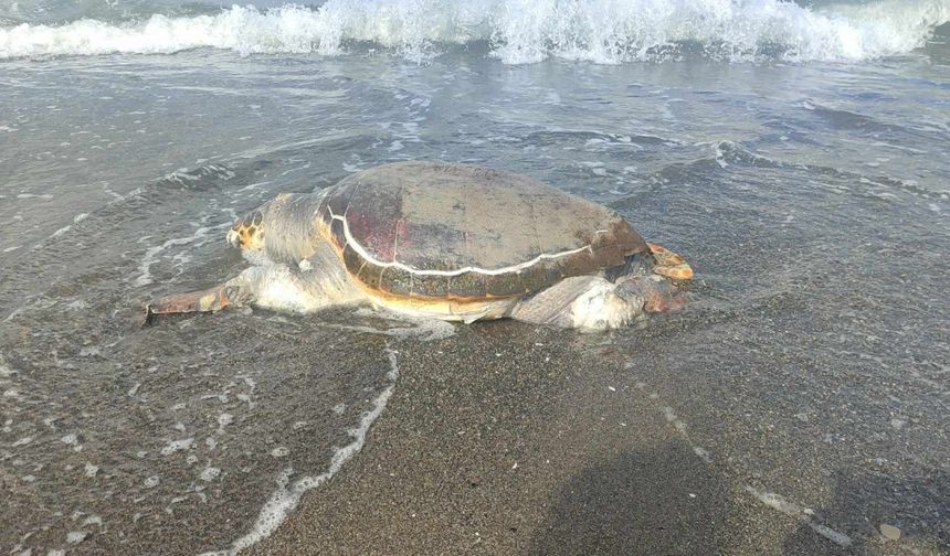 Hatay'da ölü caretta caretta sahile vurdu