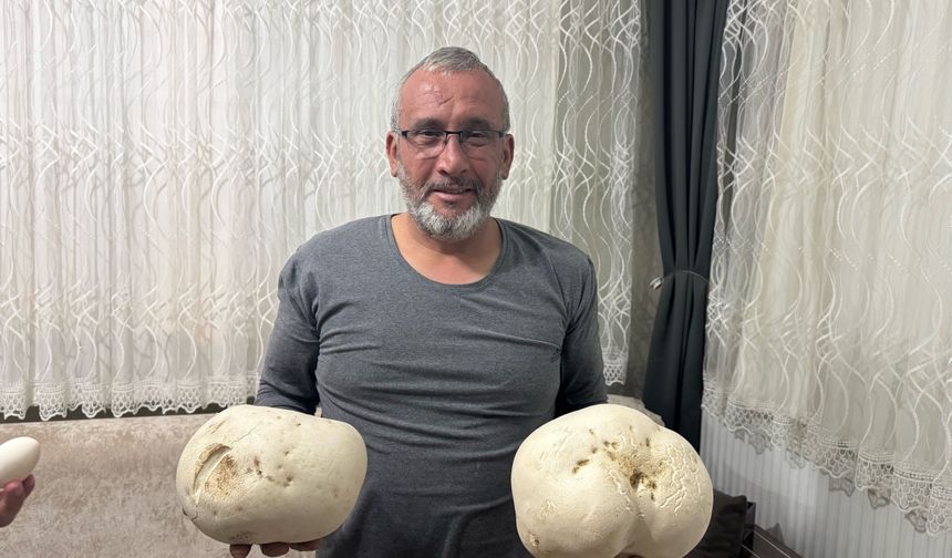 Ispartalı doğasever yürüyüş sırasında "dev mantarlar" buldu
