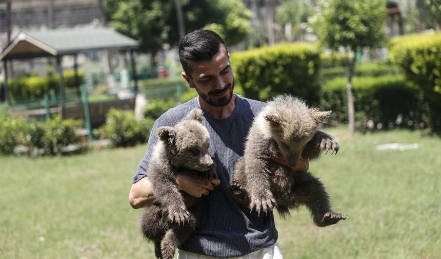 Mağarada bulunan yavru bozayılar "Fred" ve "Barney" Mersin'de özenle büyütülüyor