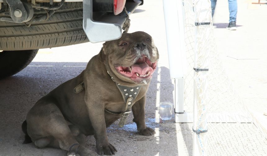 Malatya'da pitbull cinsi köpeğin saldırısına uğrayan kadın yaralandı