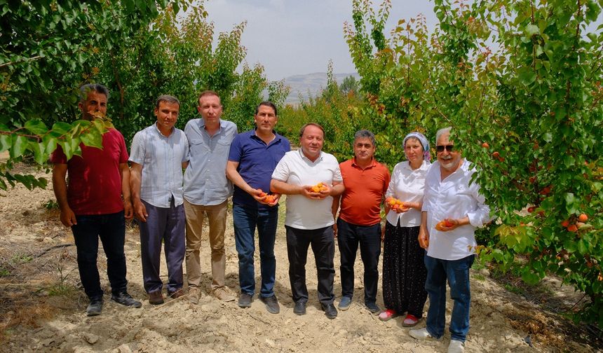 Mersin'de 63. Karacaoğlan Kayısı, Kültür ve Sanat Festivali 30 Mayıs'ta başlayacak