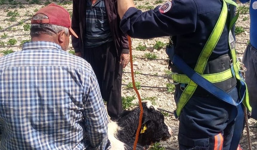 Mersin'de ahırdan kaçan dana su kuyusuna düştü