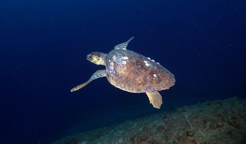 Doğu Akdeniz'in derinliklerine inen dalgıçlar canlıların renkli dünyasını görüntüledi
