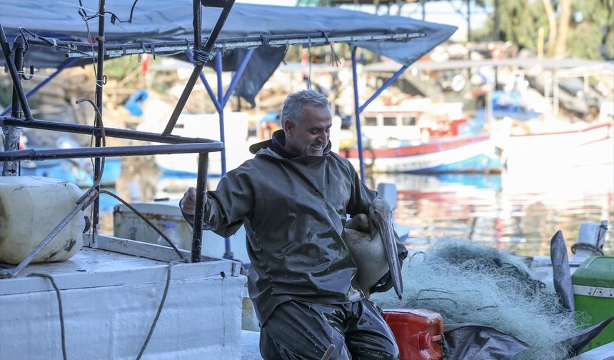 Pelikan 'Suzi' balıkçı barınağının müdavimi oldu