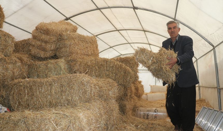 6 ŞUBAT DEPREMLERİNİN ÜÇÜNCÜ YILI - Adana'da depremde ağılları zarar gören besiciler verilen çadırlarda yetiştiriciliğe devam etti