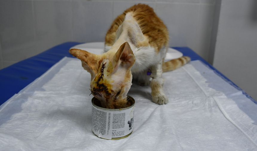 Köpek saldırısına uğrayan kedinin kırılan kafatasına implant yerleştirildi