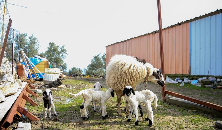 Manisa'da bir koyun beşiz yavruladı