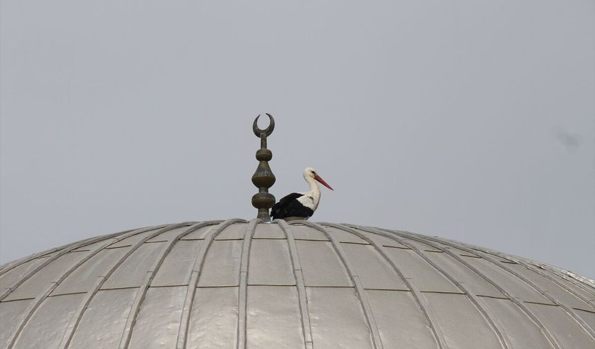 Antalya'da cami kubbesindeki leylek yuvası güvenli alana taşındı