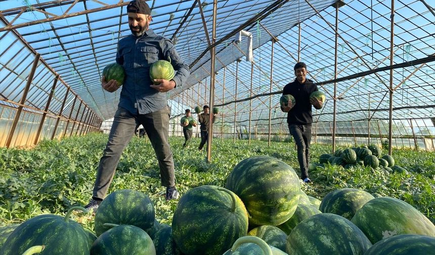 Antalya'da seralarda yetiştirilen sezonun ilk karpuzları hasat ediliyor