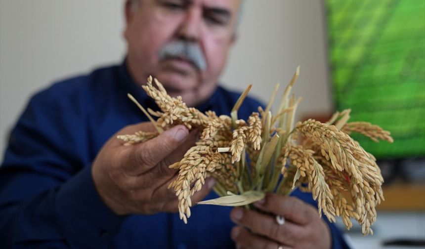'Çeltiğin babası' kuraklığa ve hastalıklara dayanıklı 3 çeşit daha geliştirdi