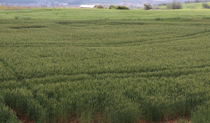 Çukurova'da çiftçiler artan yağışların etkisiyle buğdaydan yüksek verim bekliyor