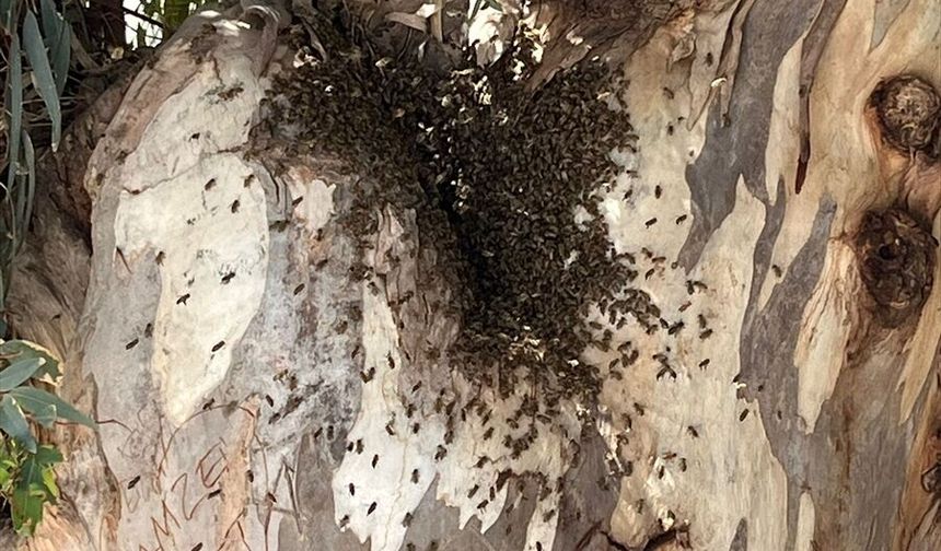 Datça'da firar eden arı kolonisi, vatandaşları endişelendirdi