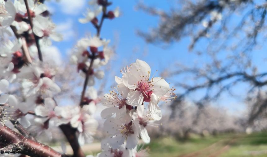 Doğanşehir'de çiçek açan kayısı ağaçları bahçeleri beyaza bürüdü