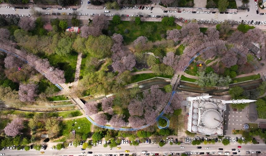Gaziantep'te çiçek açan pavlonyalar parkları renklendirdi